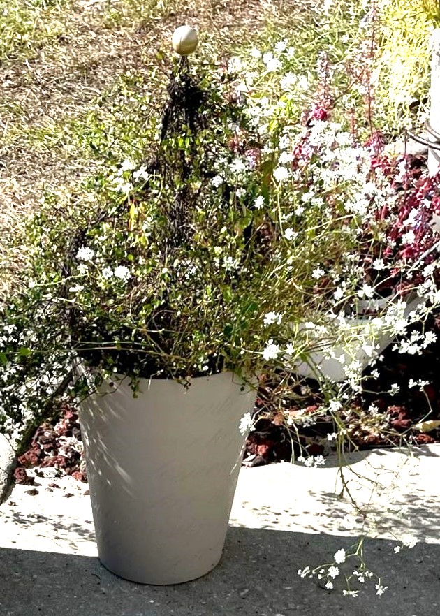 tall container with an angel vine topiary accented with Diamond Snow