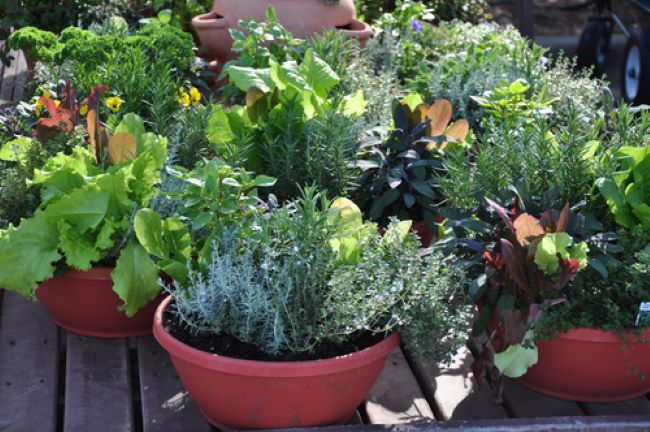 portable herb garden