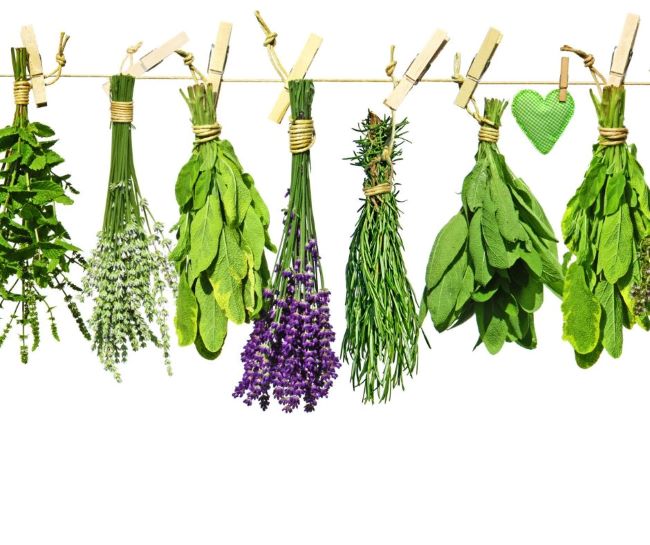 assorted herbs, bundled and hanging on a piece of twine