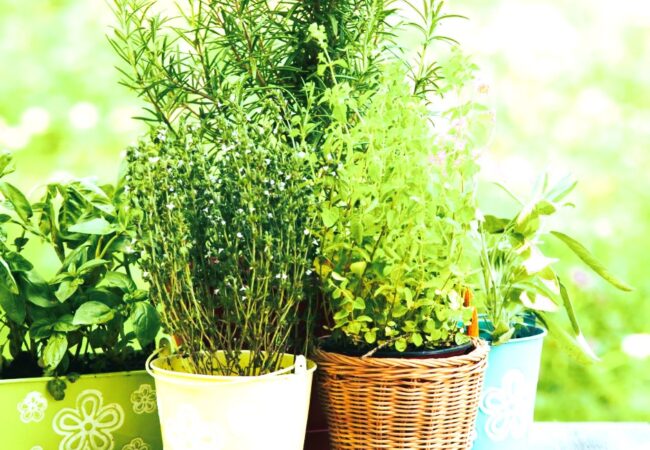 Growing Herbs In Small Spaces
