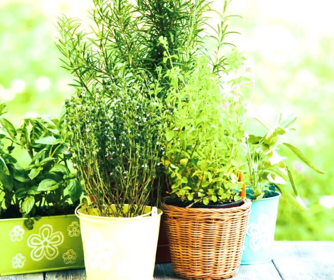 Grow These 13 Herbs in Pots for a Fragrant Garden Almost Anywhere