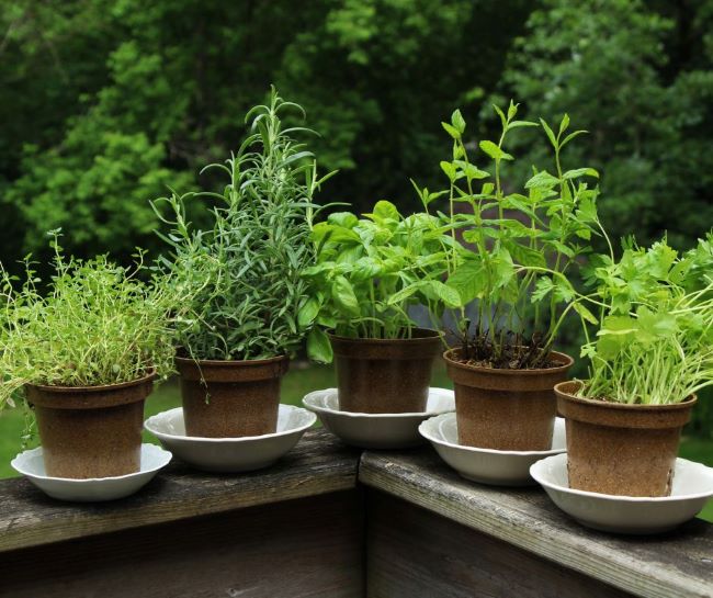 5 herbs planted in individual eco pots, placed on the deck rail. Old ironstone bowls used as saucers