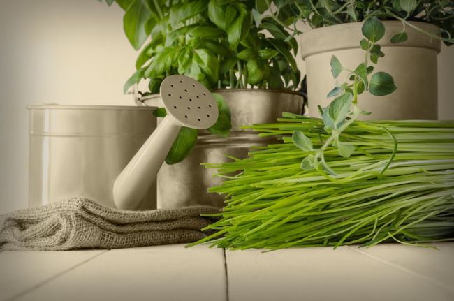 watering can, metal pot of basil, oregano in a ceramic pot and a bundle of chives