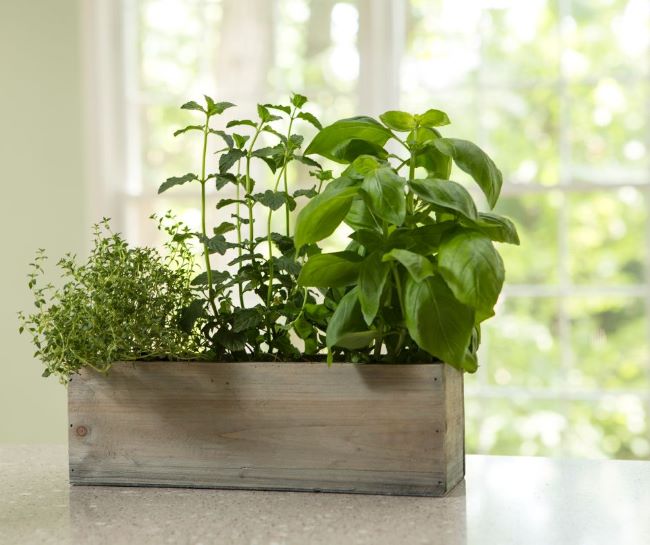 thyme, mint and basil planted in an old wooden box