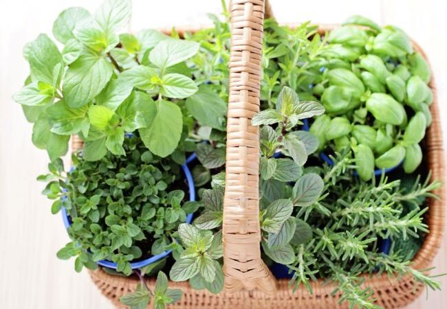 What Is A Portable Herb Garden?