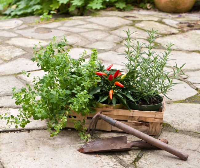 pots of herbs and a pot of ornamental peppers in an old basket. Old garden tools laying next to basket