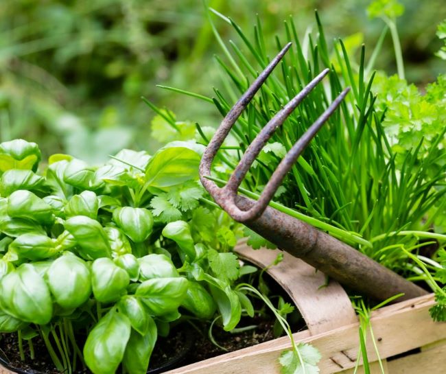 basil, chives & parsley in a small basket accented with old garden hand rake