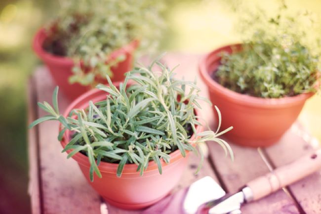 pots of tarragon, thyme and oregano