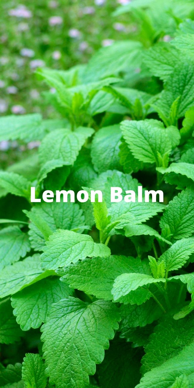 Lemon balm, a green leafy herb plant