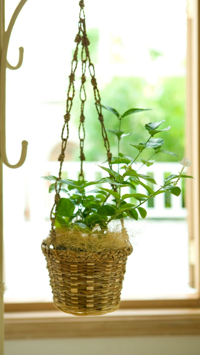 small pot of mint planted in a 4 inch hanging basket