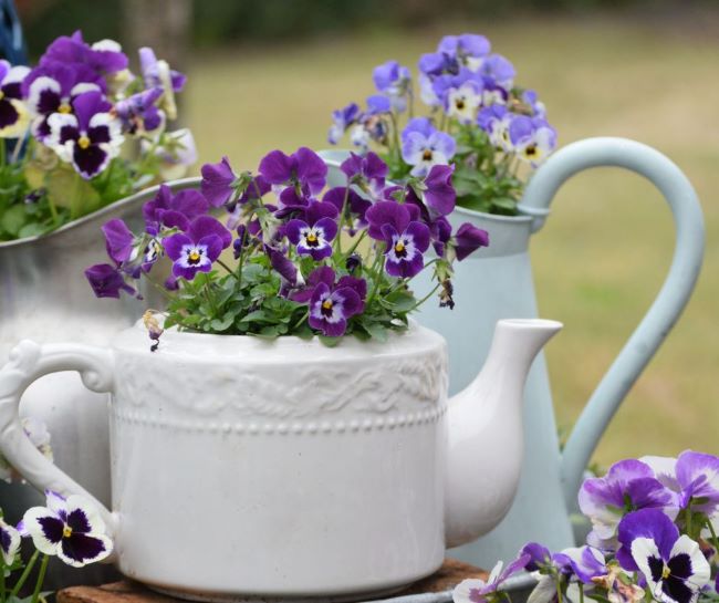 purple pansies planted in an old tea pot, an enamel pitcher and a ceramic pitcher