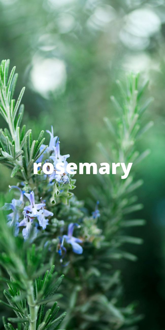 close up of rosemary with small blue blossoms