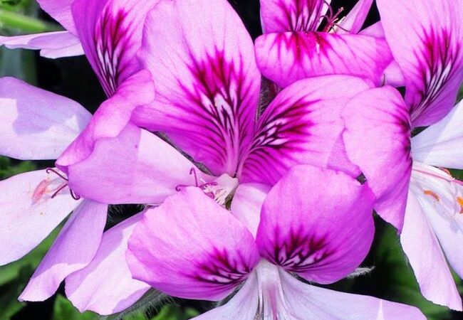 close up of pink blossoms of a scented geranium plant