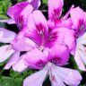 close up of pink blossoms of a scented geranium plant
