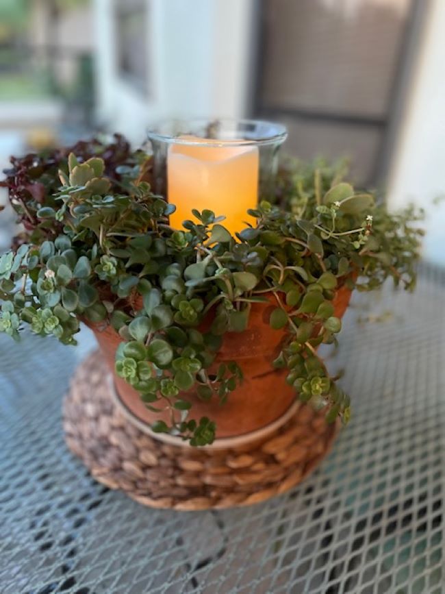 succulents planted in a terra cotta pot with a battery operated candle in a glass hurricane in the center