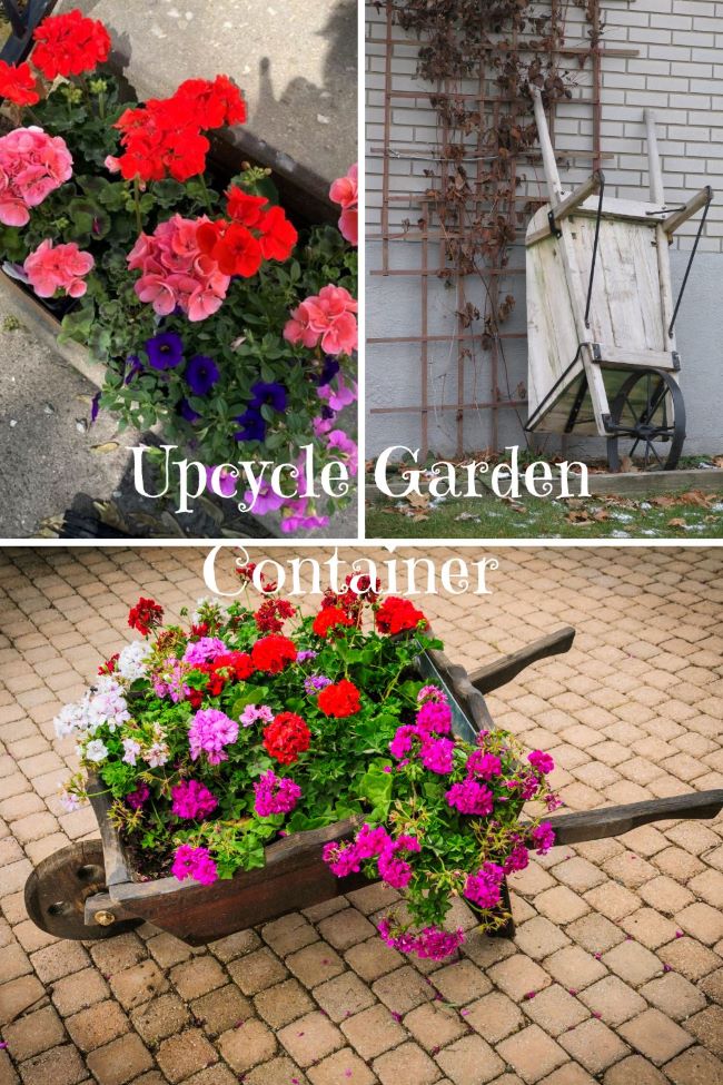 trio of photos: flat of assorted geraniums, wooden wheelbarrow leaning on a trellis, wooden wheelbarrow filled with assorted geraniums