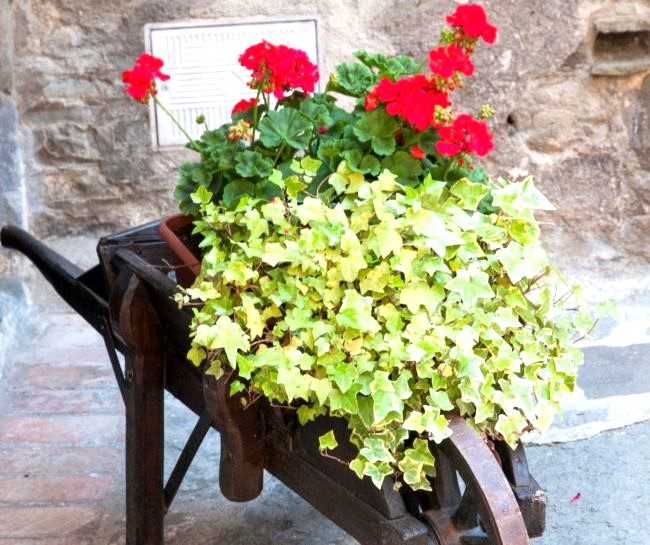 rustic wooden wheelbarrow filled ivy and red geraniums