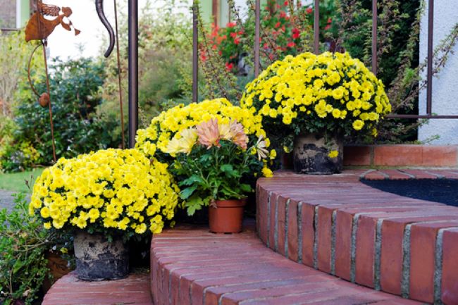 Three pots of yellow mums displayed on brick steps