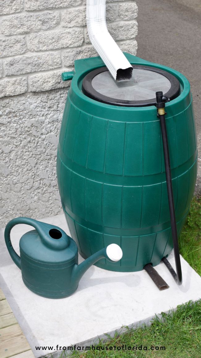rain barrel and watering can