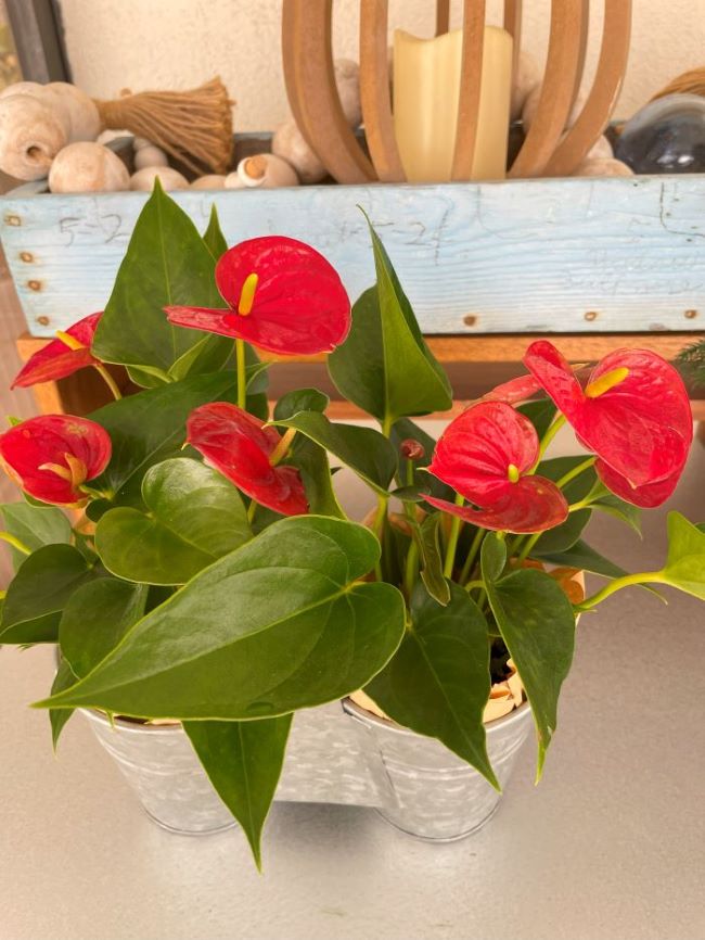 2 red anthurium plants in a galvanized plant carrier