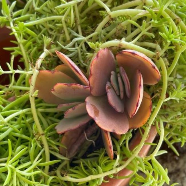 succulent plant secured with a greening pin