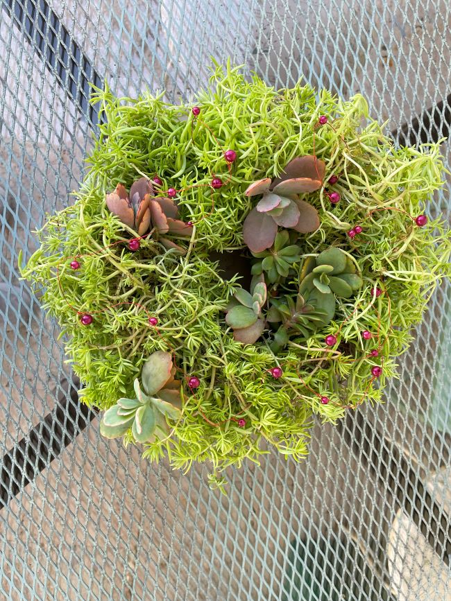 looking down into Christmas succulent wreath