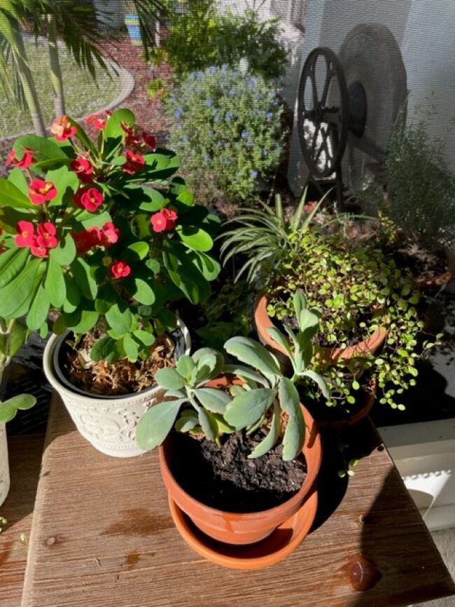 repotted succulents, crown of thorns and an angel vine