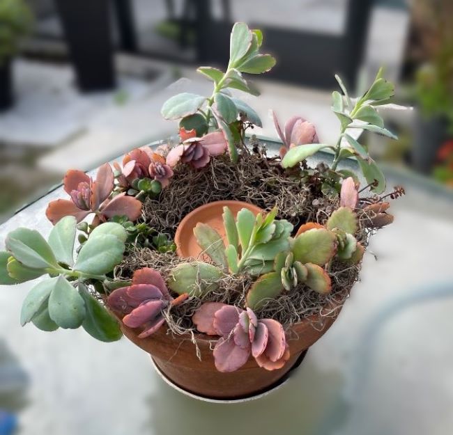 succulent centerpiece with Spanish moss and a small terra cotta saucer in the center
