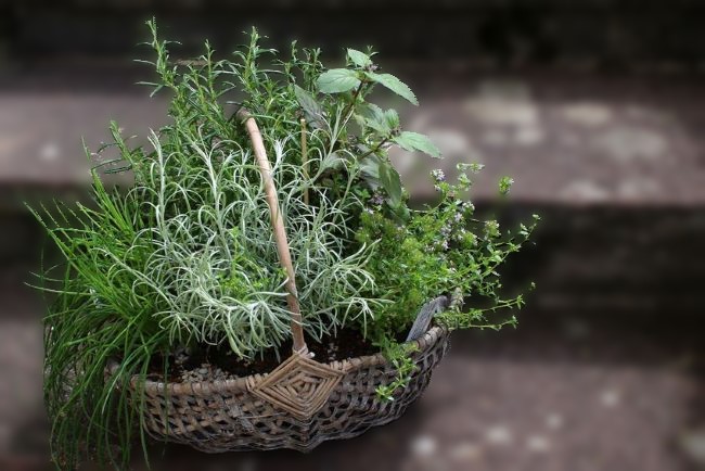 5 Surprising Benefits of a Portable Herb Garden