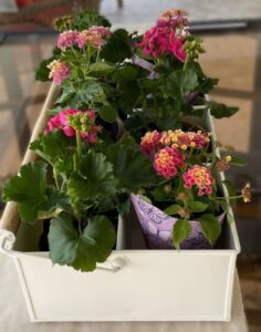 white metal carrier filled with hot pink geraniums and lantana