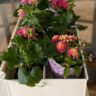 white metal carrier filled with hot pink geraniums and lantana