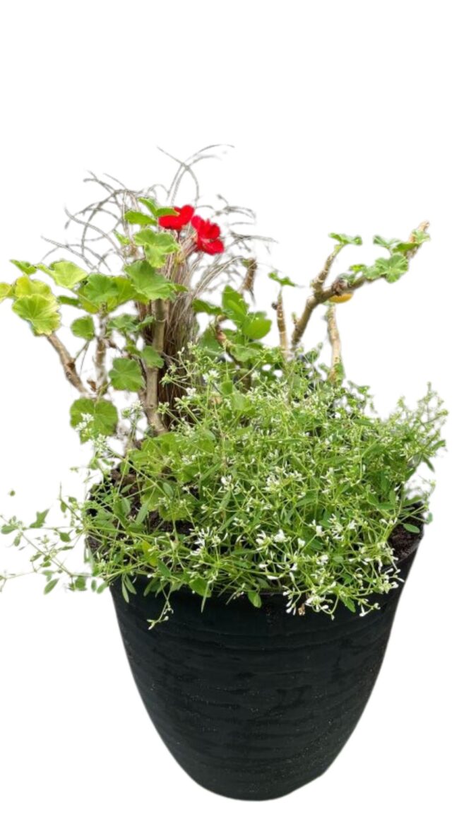 color pot filled with red geranium, Diamond Snow euphorbia and accented with Red Rooster grass