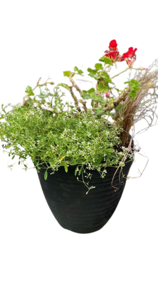 large color pot filled with geranium, Diamond Snow euphorbia and ornamental grass