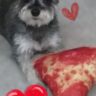 small dog with a pizza slice toy