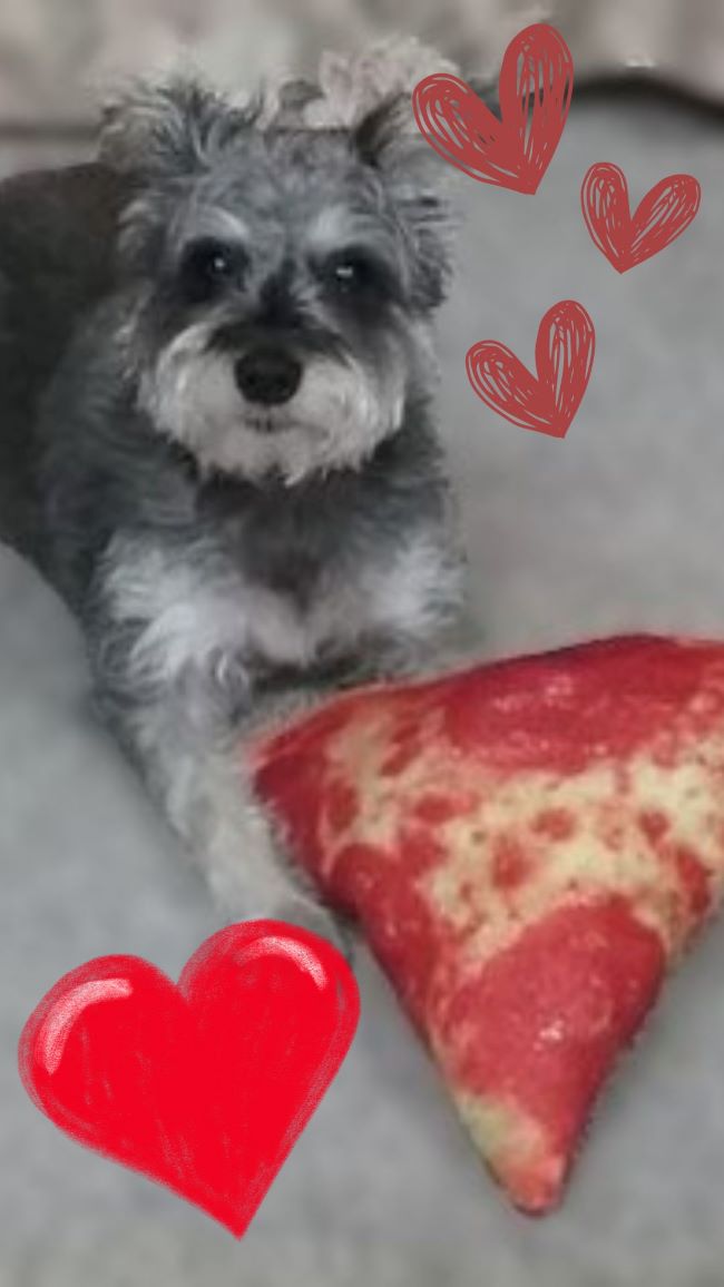 small dog with a pizza slice toy