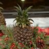 close up of artificial pineapple with a battery candle