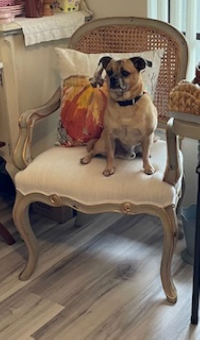 small dog sitting in a wicker backed chair