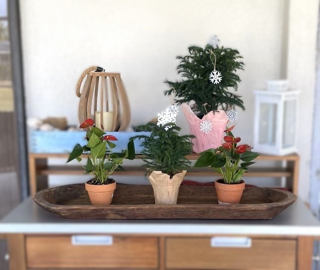 Norfolk Island Pine trees and red anthuriums in a wooden bowl