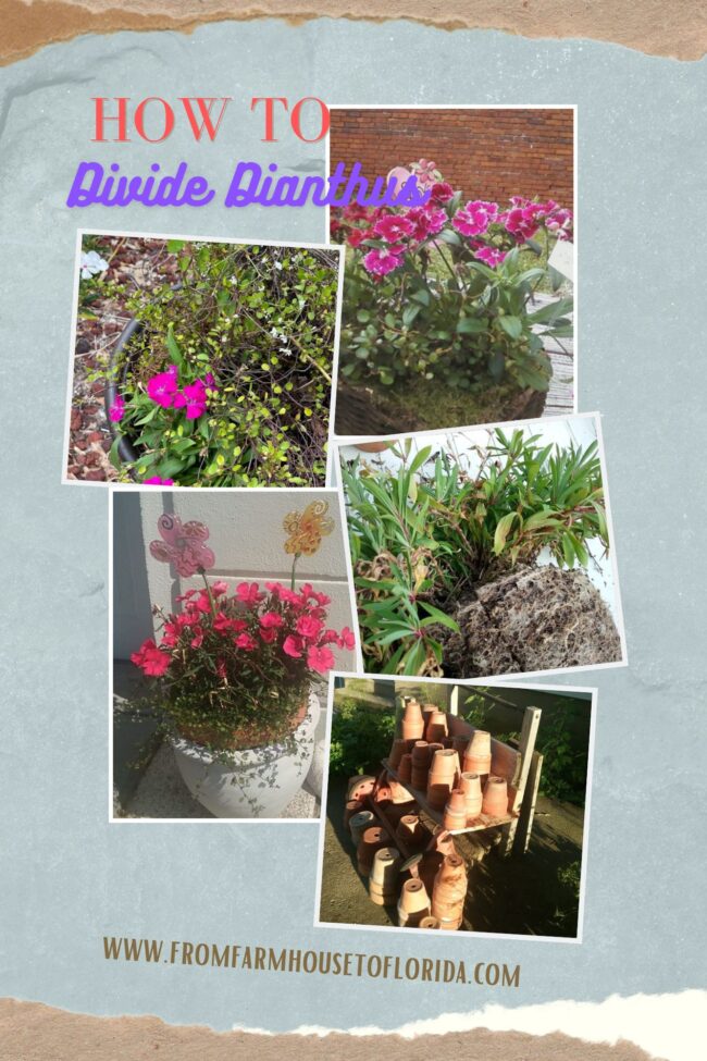 collage of dianthus plants and flower pots
