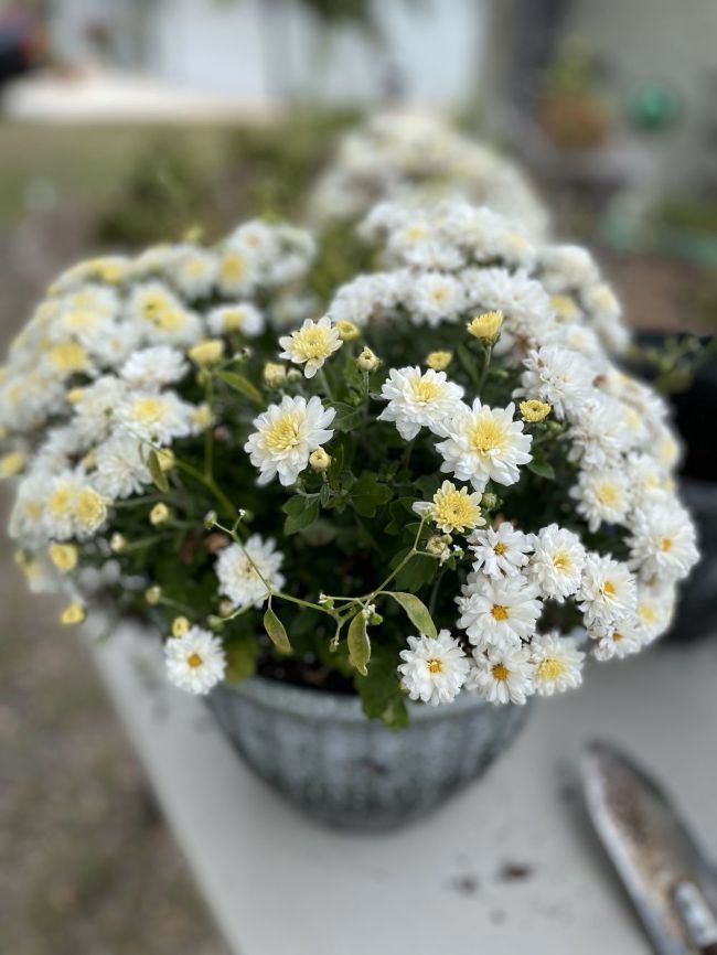 white mum repotted into new plastic container