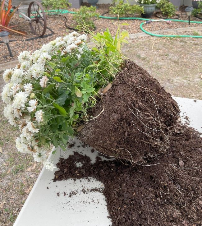white mum with roots loosened, ready to repot
