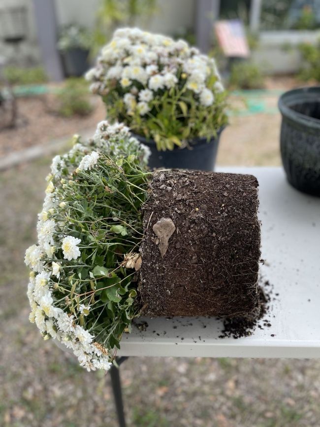 white mum removed from growers pot