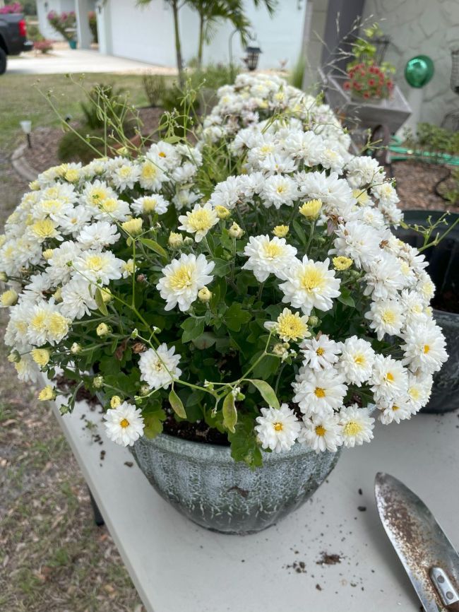 repotted white mum with volunteer Diamond Snow