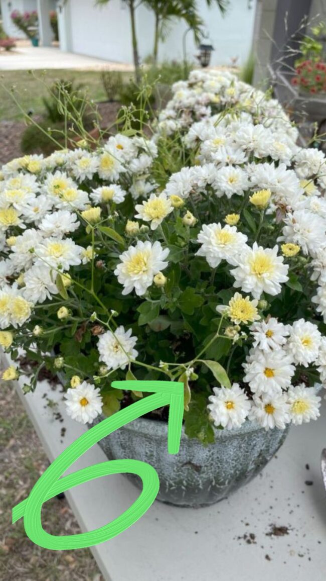 white mum planted in plastic pot with volunteer Diamond Frost