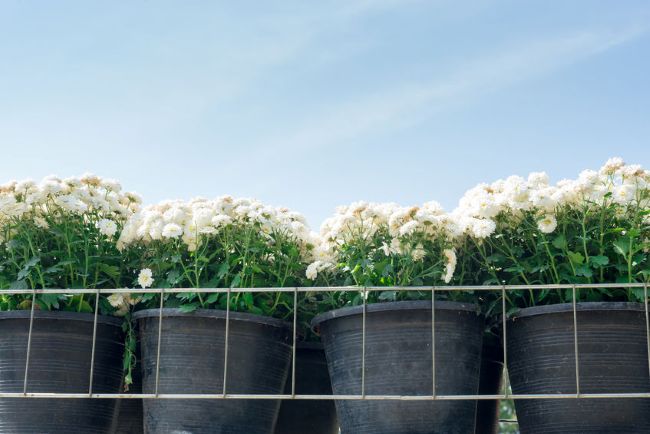 white garden mums in grower pots