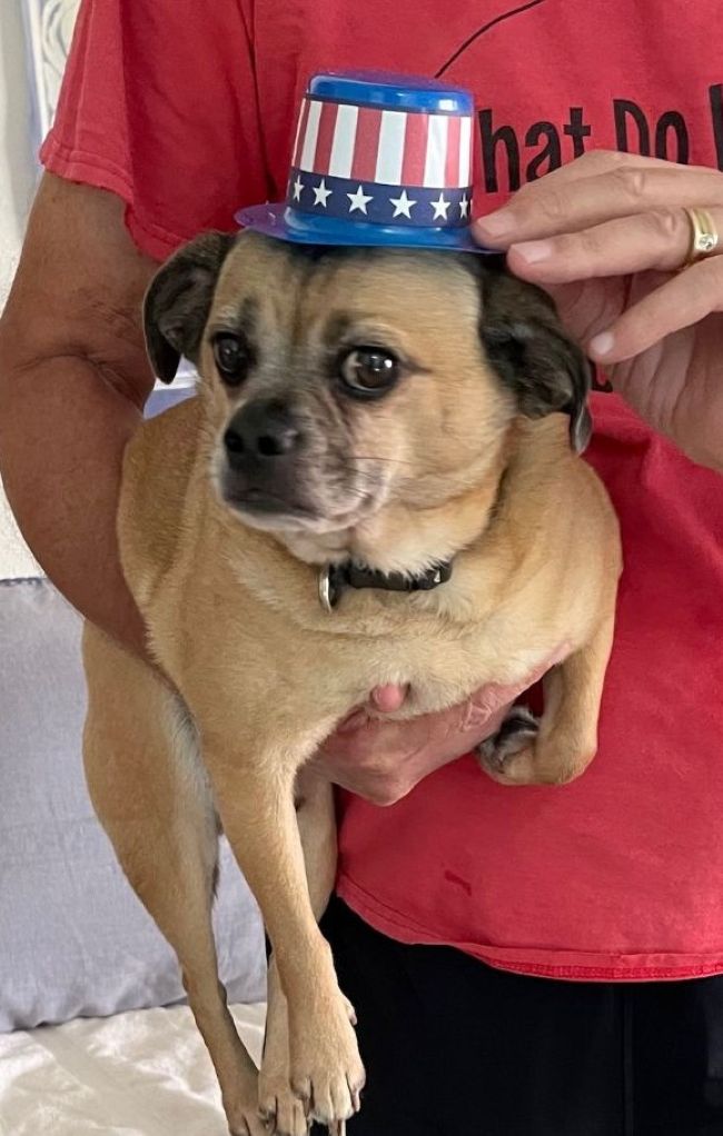 small tan dog with a Patriotic hat