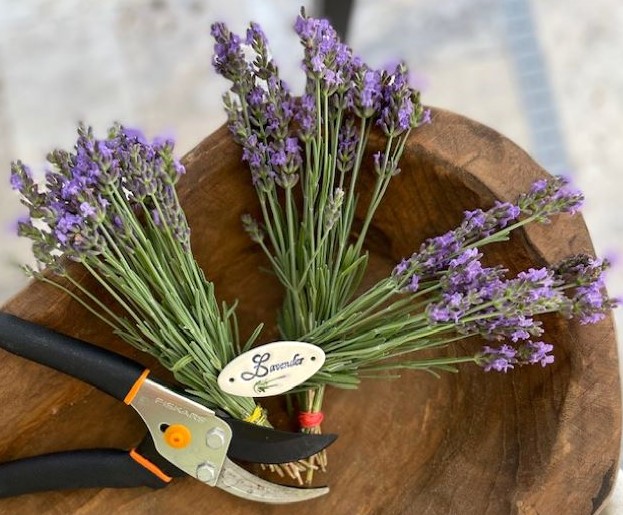 bundles of fresh lavender in a wooden bowl with a pair of clippers