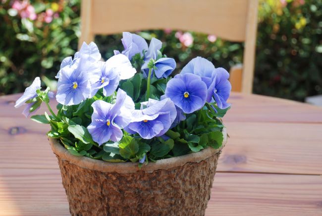 purple pansies in a rustic pot on a wooden table