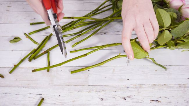 using bunch cutters to cut rose stems at an angle