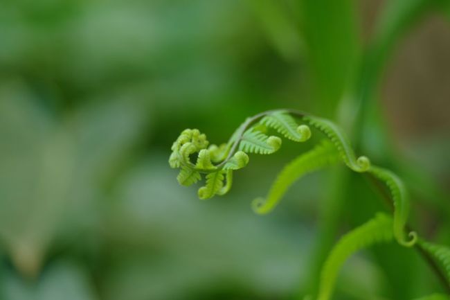 tiny green fern stem unfurling